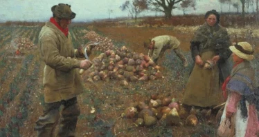 Чуть не рассорил народ, но стал "своим". Картофель